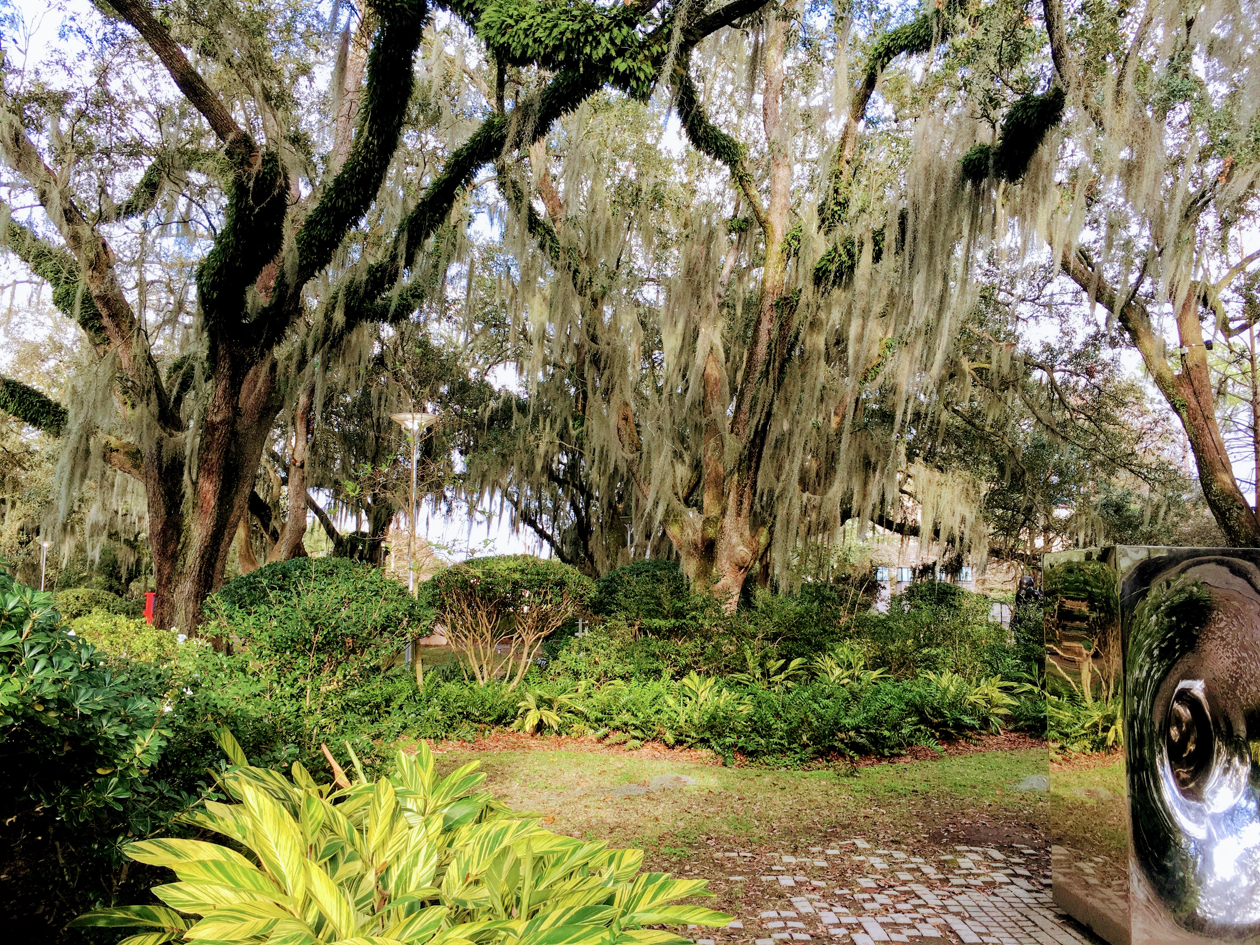 Moss-Laden Oak Tree